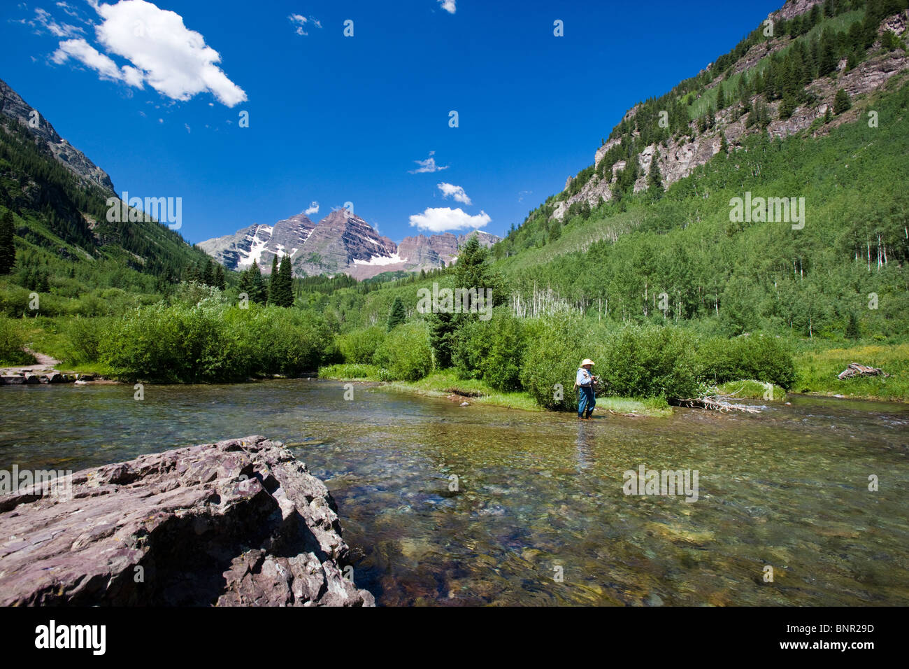 Il a pris sa retraite de mouche au Maroon Creek, Maroon Bells Snowmass Wilderness Area, White River National Forest, Colorado, USA Banque D'Images