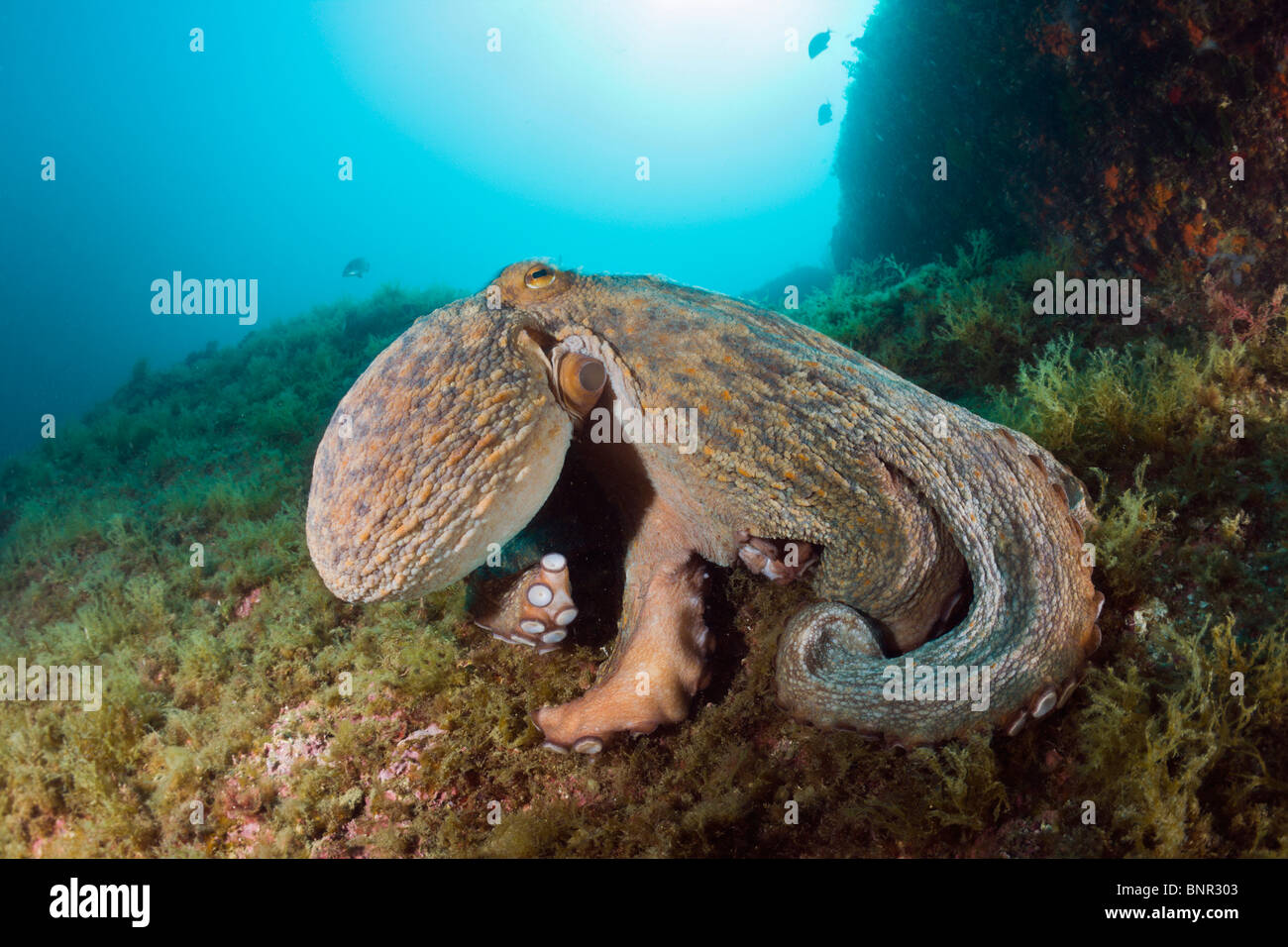 Poulpe commun sur Reef, Octopus vulgaris, Cap de Creus, Costa Brava, Espagne Banque D'Images