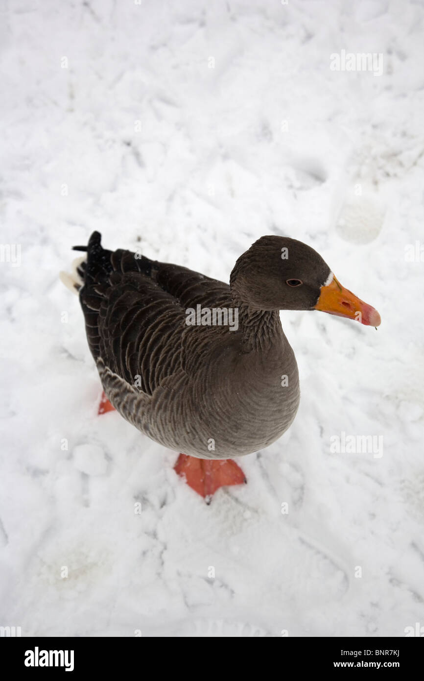 Oie cendrée Anser anser, , dans la neige Banque D'Images
