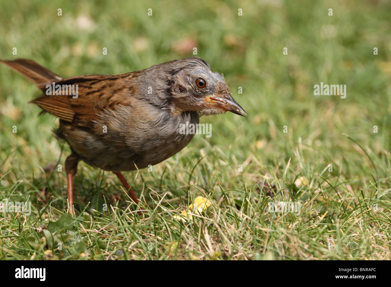 Nid juvénile se nourrissant dans un jardin à Salisbury en Angleterre Banque D'Images