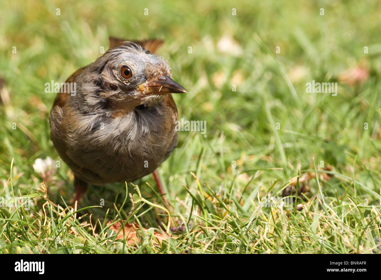 Nid juvénile se nourrissant dans un jardin à Salisbury en Angleterre Banque D'Images