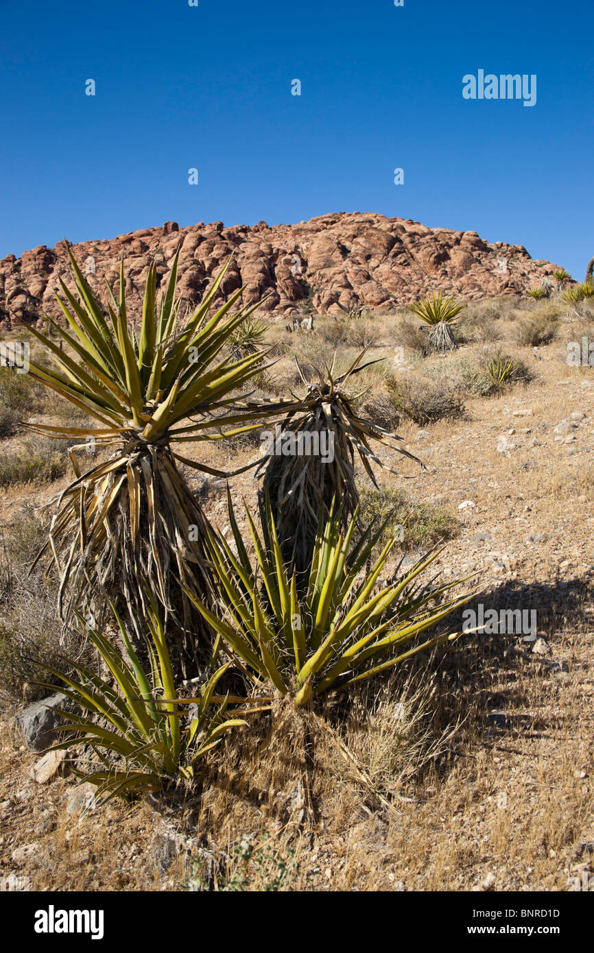 Las Vegas Red Rock Canyon State Park - Calico Hills à Datil yucca plante Banque D'Images