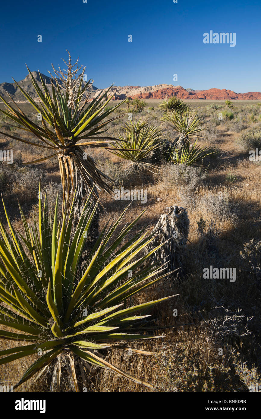 Las Vegas Red Rock Canyon State Park - voir avec Datil yucca plante Banque D'Images