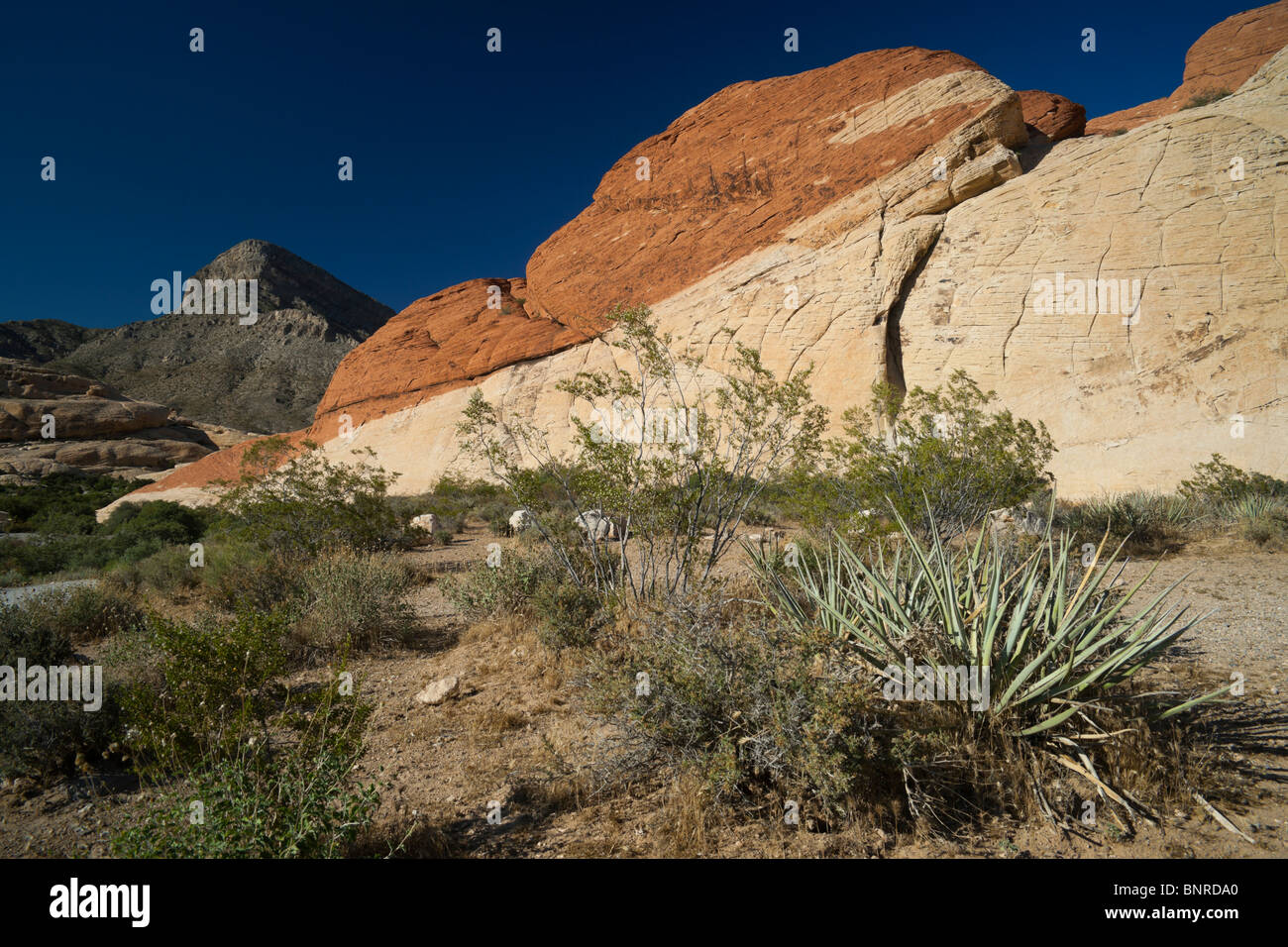 Las Vegas Red Rock Canyon State Park - strates de roche et yucca plante Banque D'Images