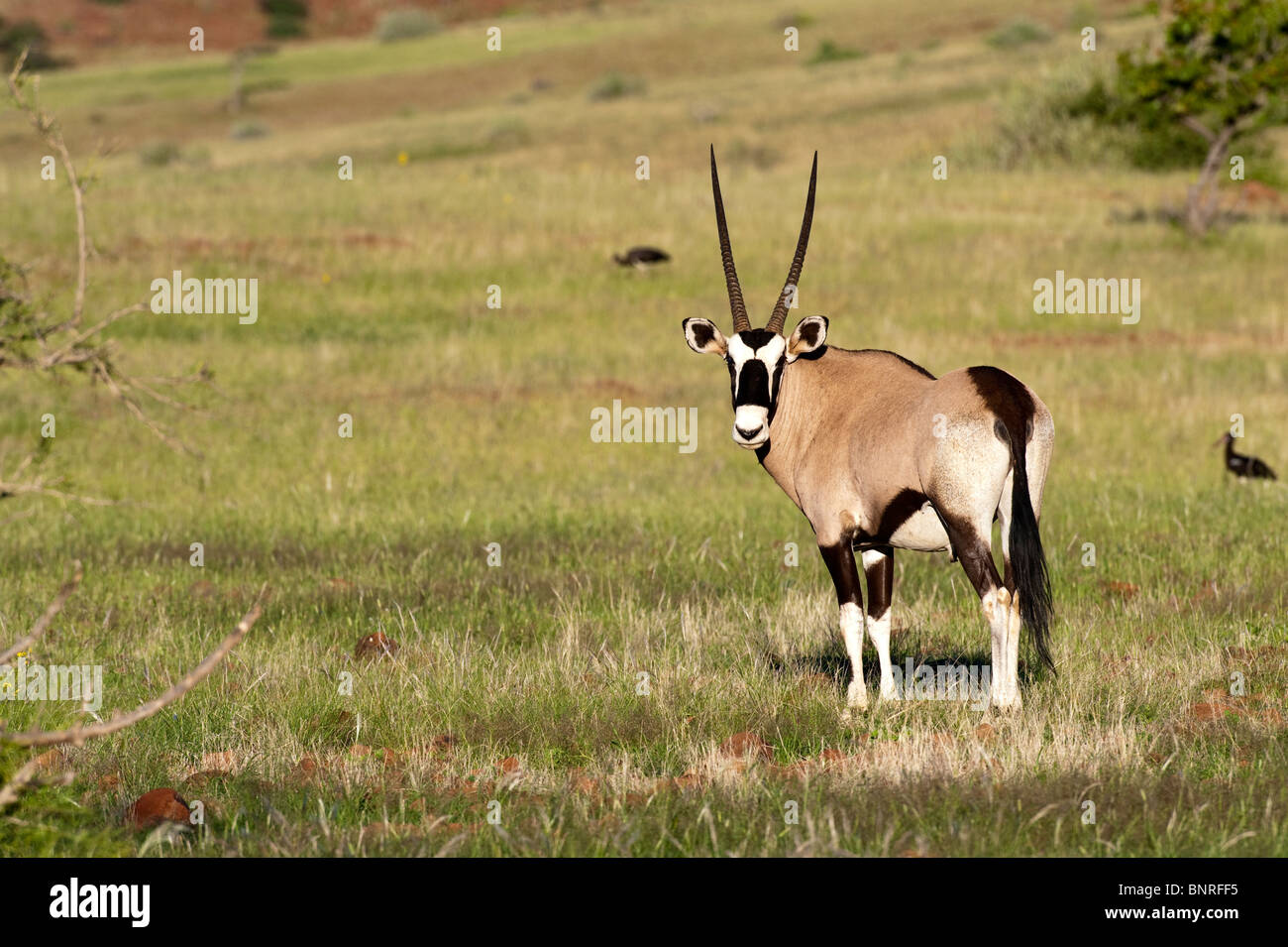 Gemsbuck Oryx gazella en Namibie Palmwag Banque D'Images