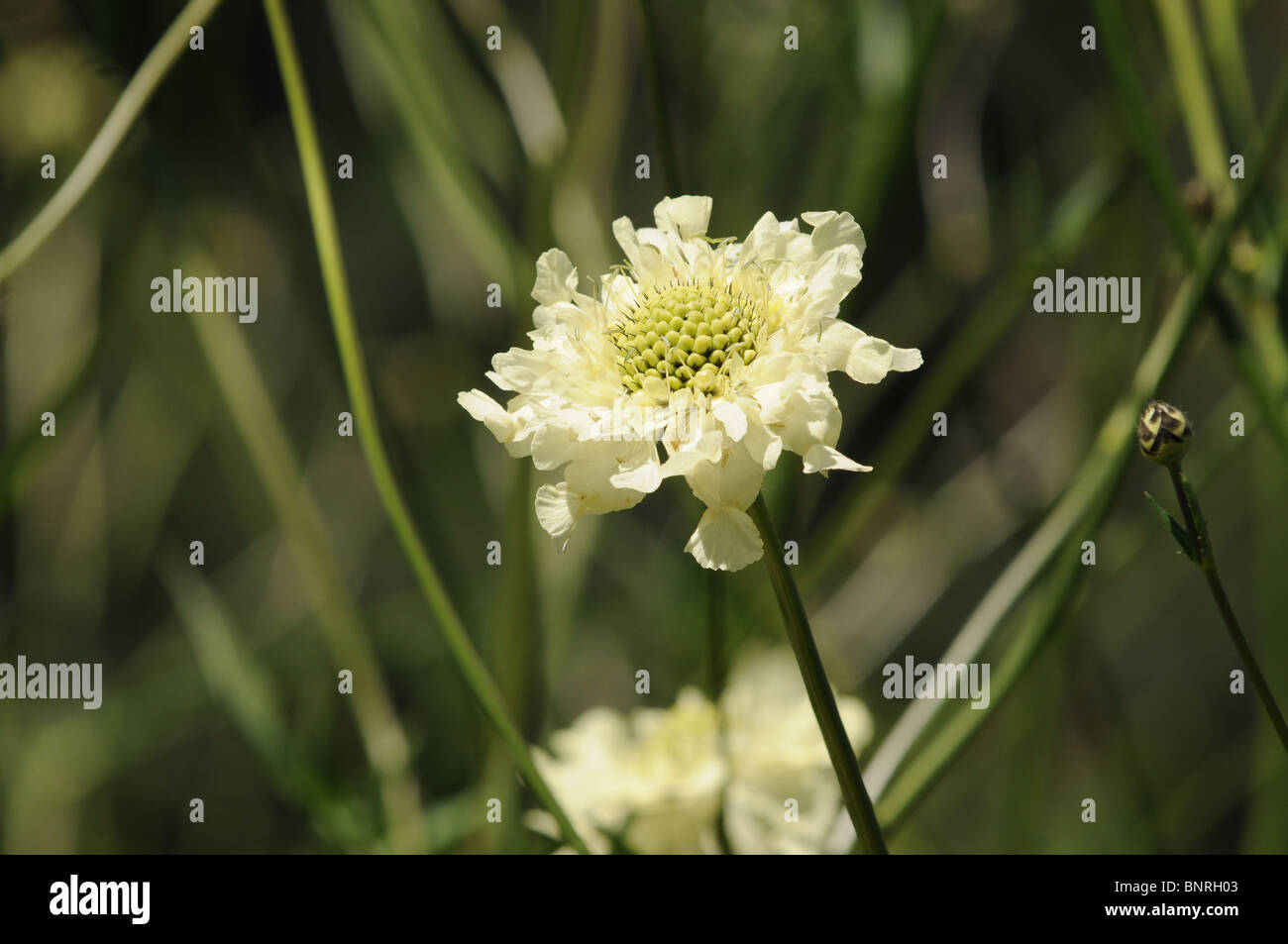 Cephalaria gigantea (Ledeb.) Bobrov fleurs - Nom commun : Giant Scabious ou Scalehead ou Golden Cephalaria Tartarie Banque D'Images
