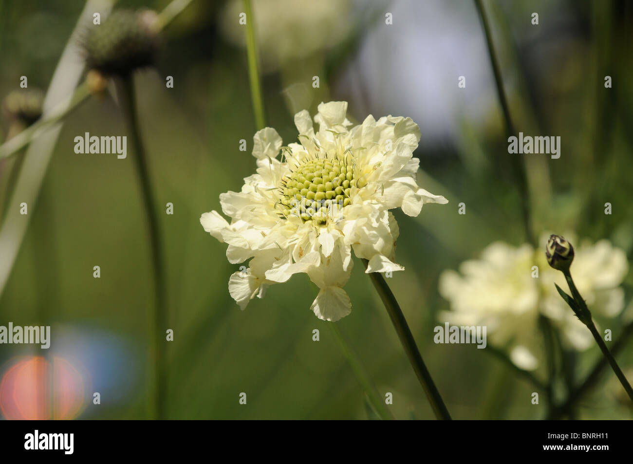Cephalaria gigantea (Ledeb.) Bobrov fleurs - Nom commun : Giant Scabious ou Scalehead ou Golden Cephalaria Tartarie Banque D'Images