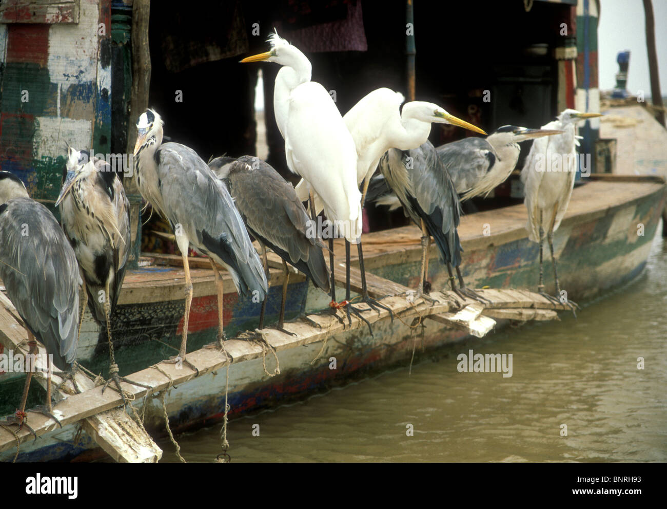 Oiseaux de pêche tenu par le Mohanas, les pêcheurs de l'Indus au Pakistan Banque D'Images