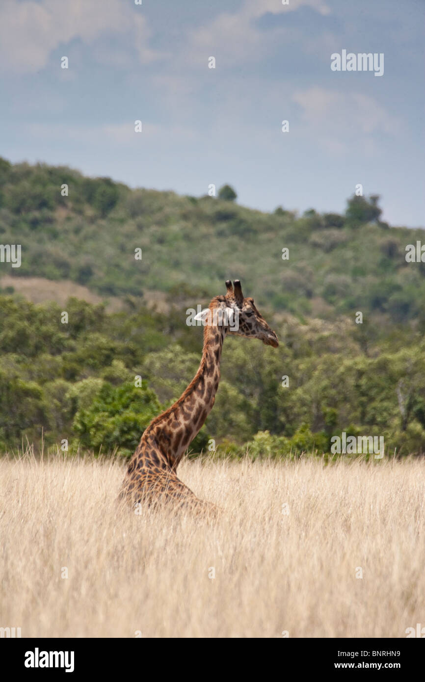 Girafe dans le Masai Mara, Kenya, Afrique Banque D'Images