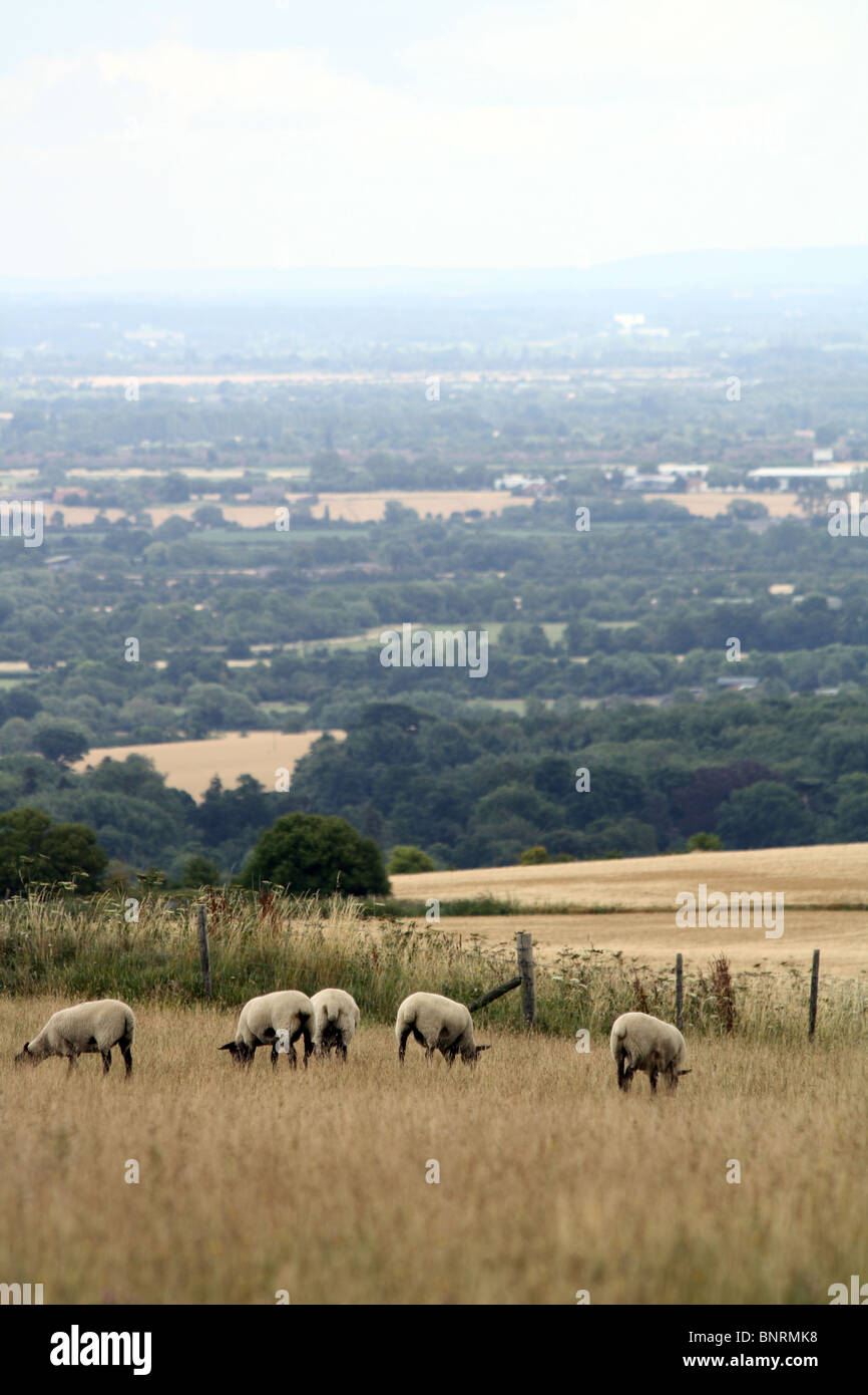 Des moutons paissant dans un champ dans l'Oxfordshire, Angleterre Banque D'Images