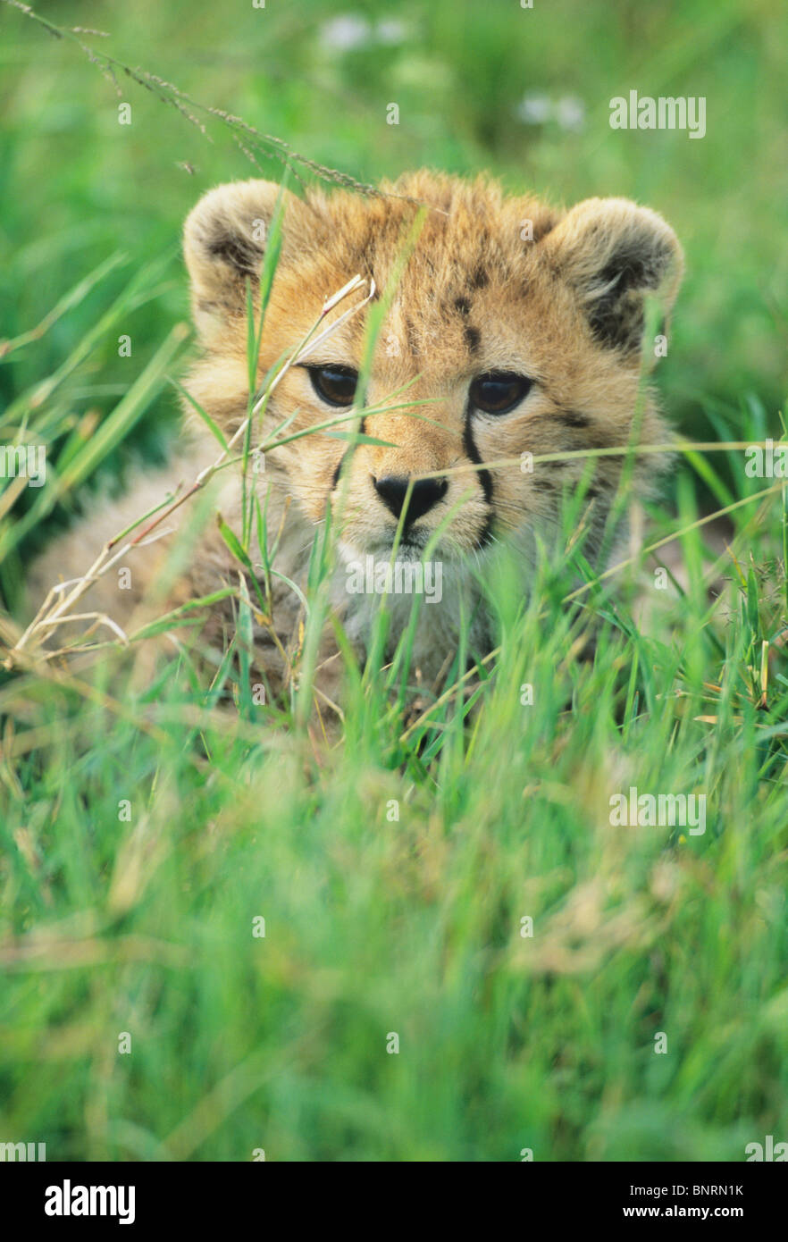 Le Guépard (Acinonyx jubatus),, en voie de disparition, le Parc National du Serengeti, Tanzanie. Banque D'Images