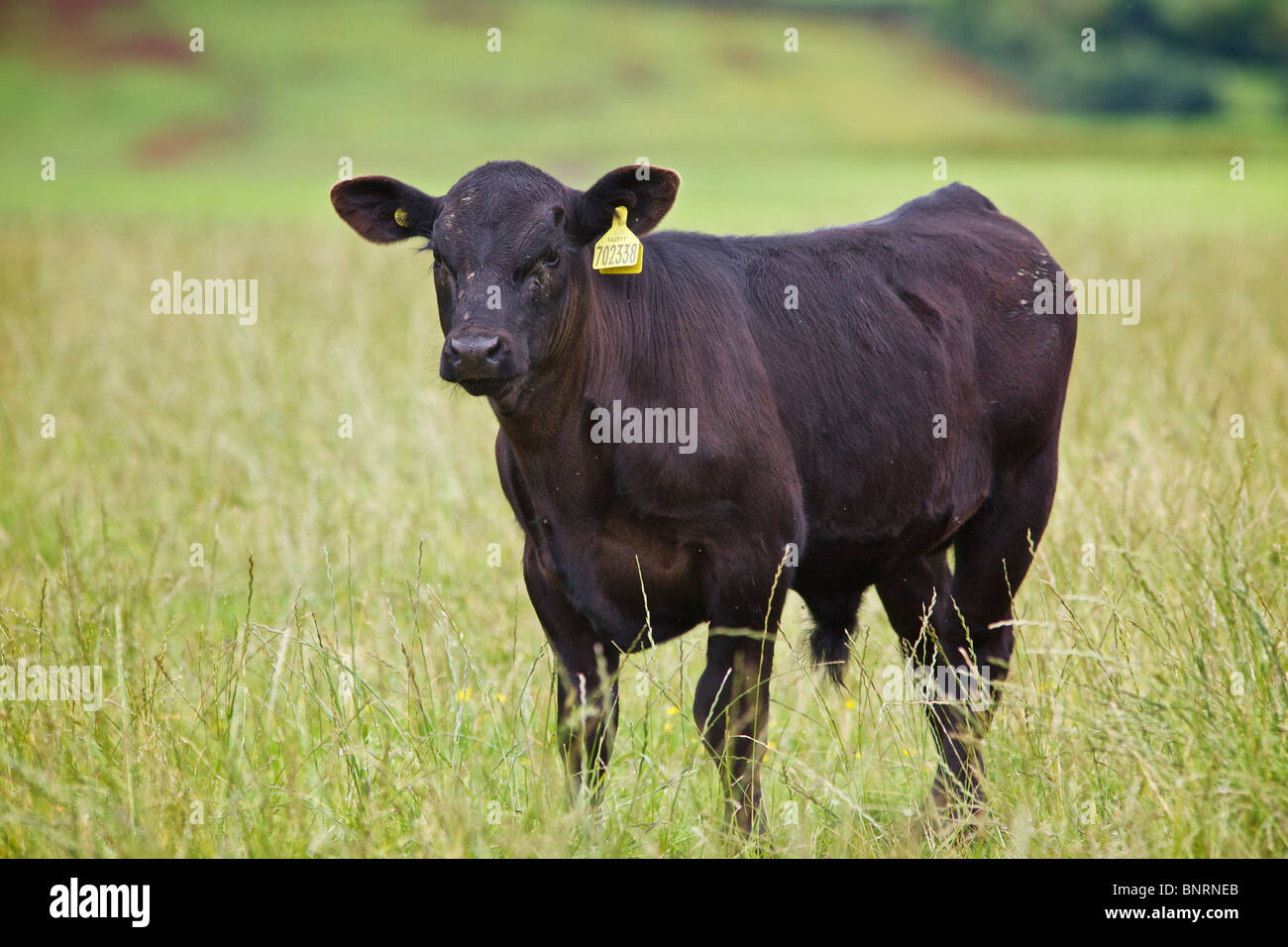 Aberdeen Angus veau mâle dans le champ de pâturage dans un contexte de non mise au point Hills dans le Perthshire, Écosse, Royaume-Uni Banque D'Images