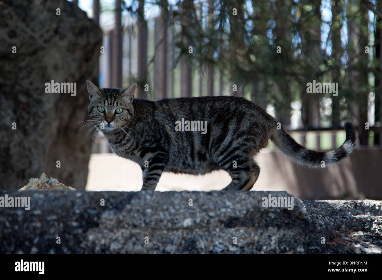 Un chat errant de manger des aliments qui ont été laissés de côté pour elle hors de l'étage Banque D'Images