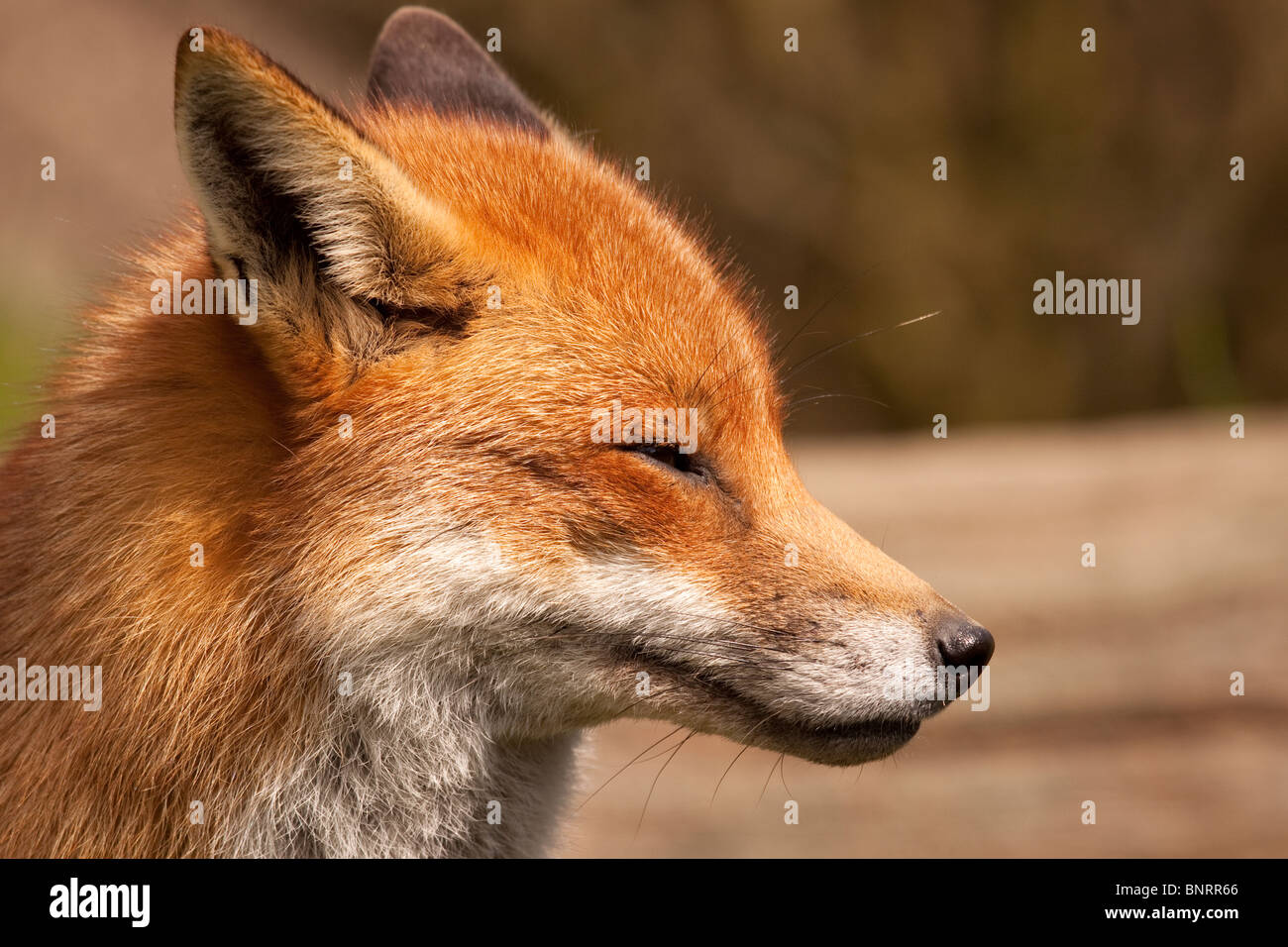 Fox à une réserve naturelle en Angleterre Banque D'Images