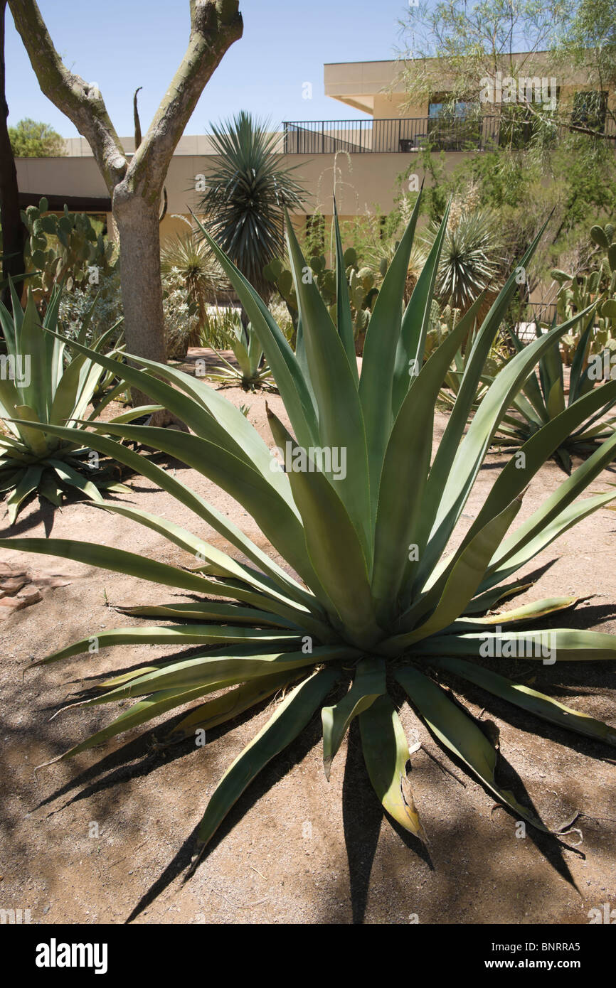 USA - Nevada, Las Vegas Henderson, Chocolaterie Ethel M jardin de cactus. Banque D'Images