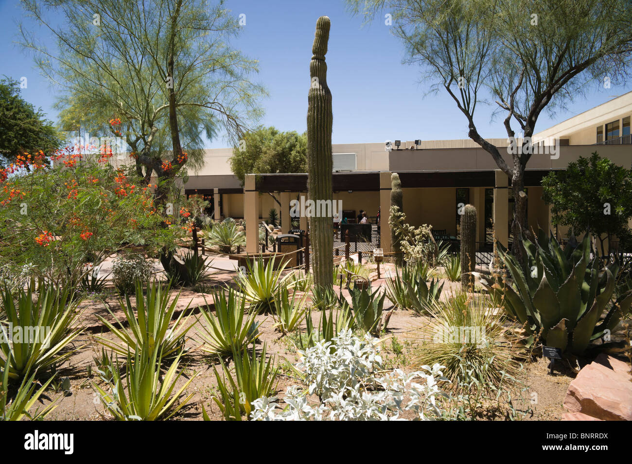 USA - Nevada, Las Vegas Henderson, Chocolaterie Ethel M jardin de cactus. Banque D'Images