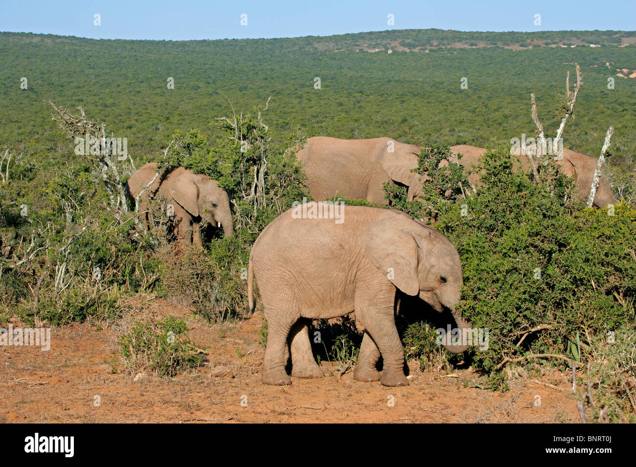 Les éléphants d'Afrique (Loxodonta africana) se nourrissant sur les arbres, Addo Elephant Park, Afrique du Sud Banque D'Images