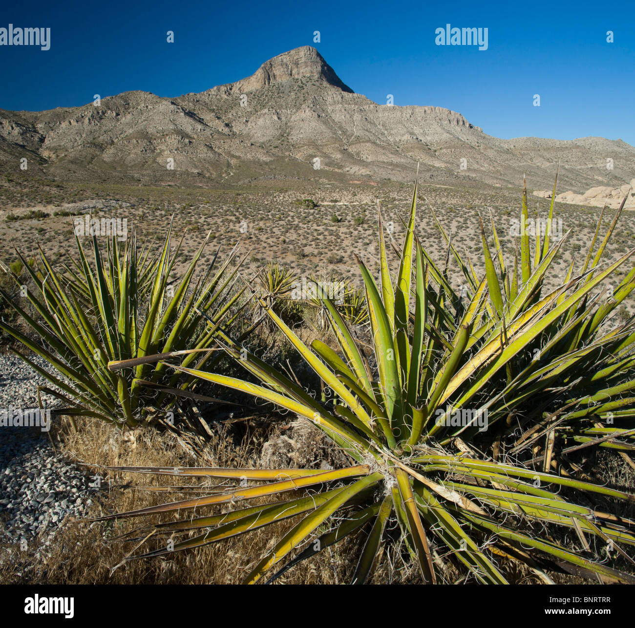 Las Vegas Red Rock Canyon State Park - voir avec Datil yucca plante Banque D'Images