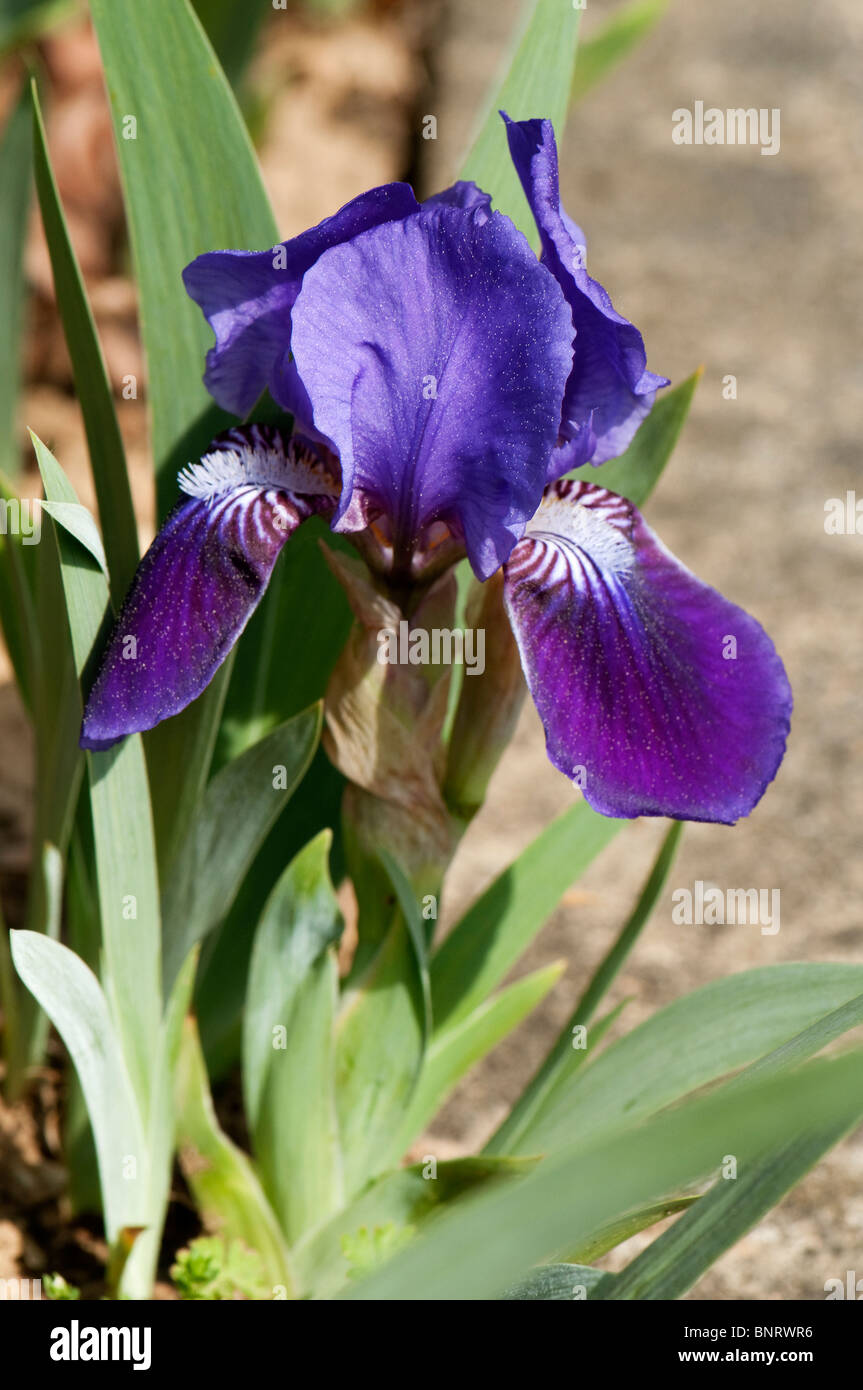 Iris (Iris barbata nana), variété : Pepita, fleur. Banque D'Images
