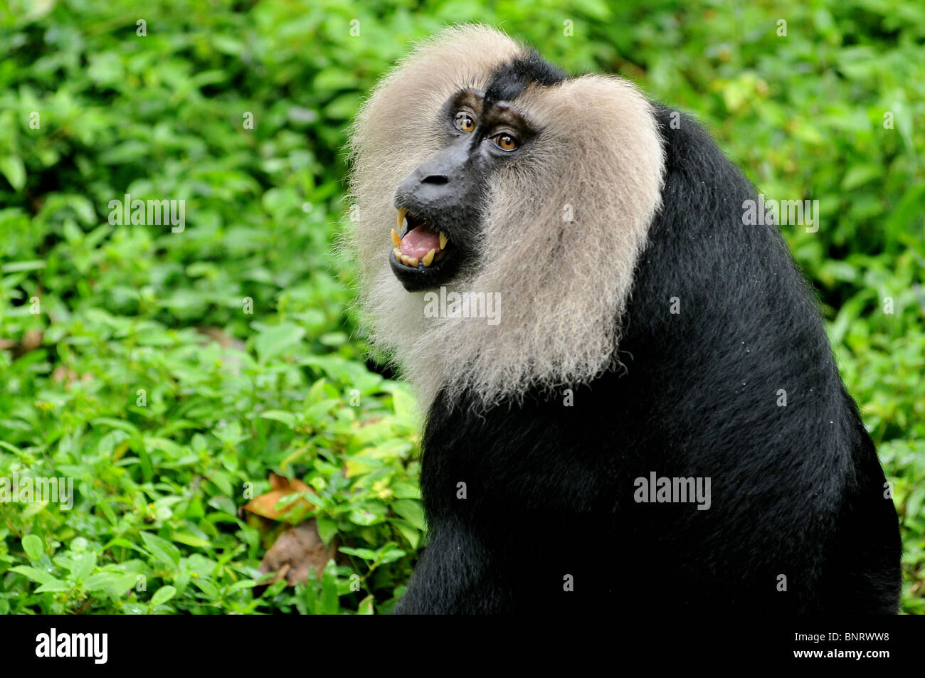 Un Lion Tailed Macaque (Macaca silène) Banque D'Images