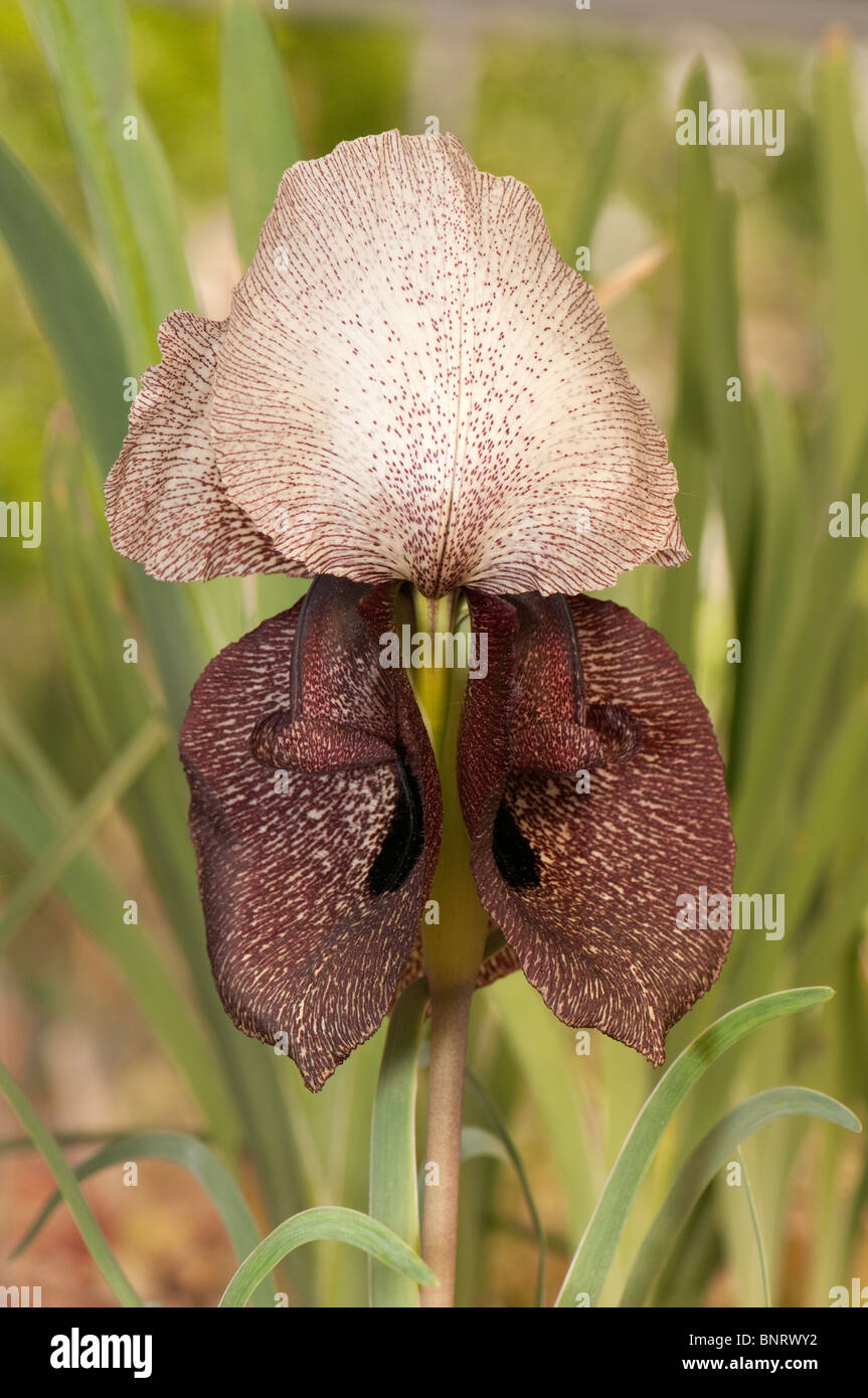 Iris Oncocyclus (Iris iberica elegantissima), fleur. Banque D'Images
