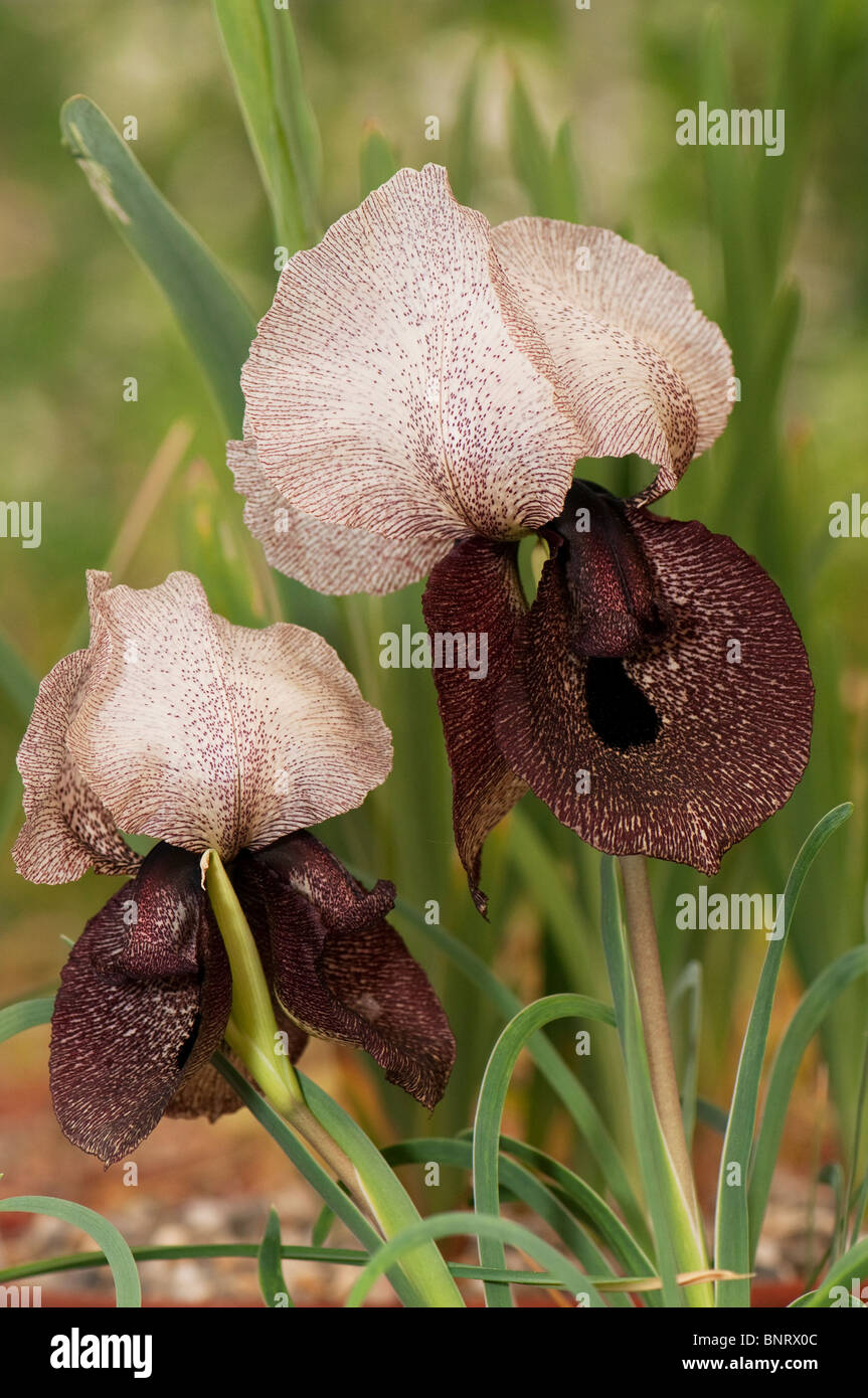Iris Oncocyclus (Iris iberica elegantissima), deux fleurs. Banque D'Images
