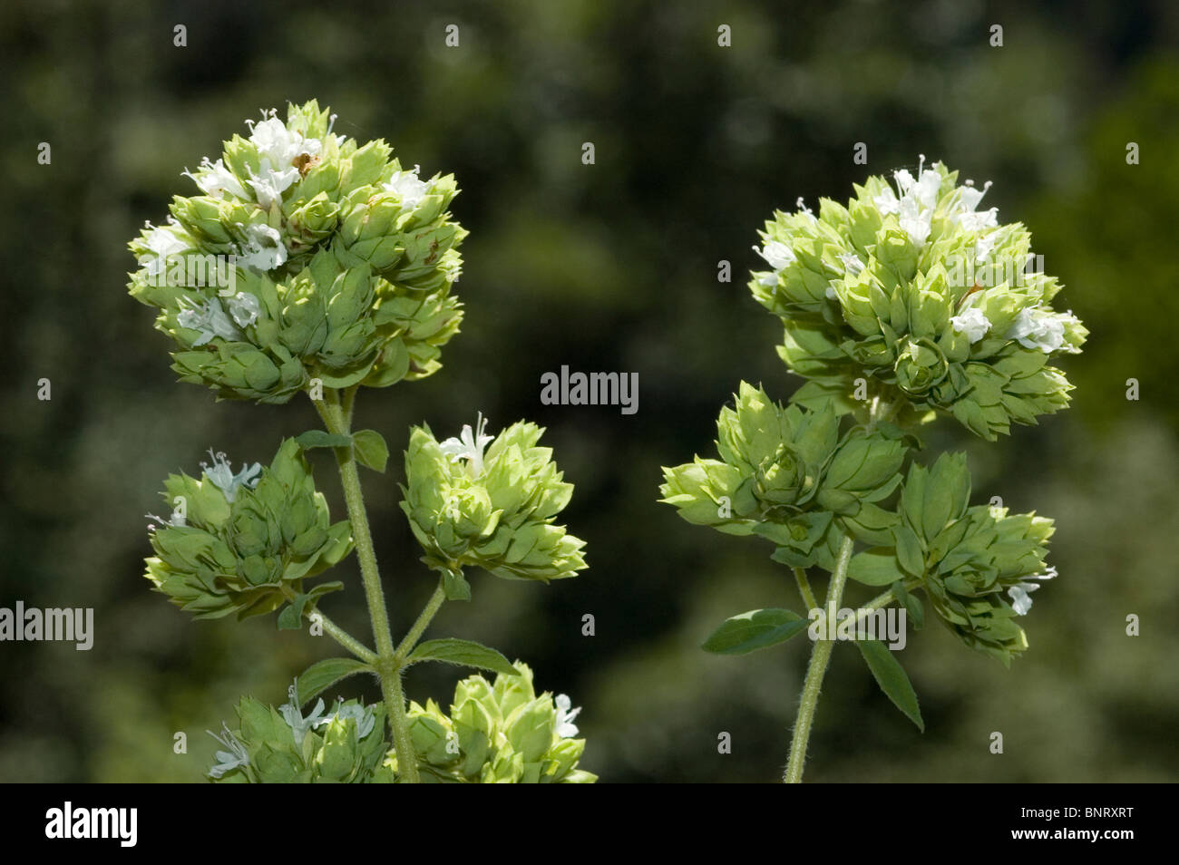 Fleurs blanc origan (Origanum vulgare subsp. virens) Banque D'Images