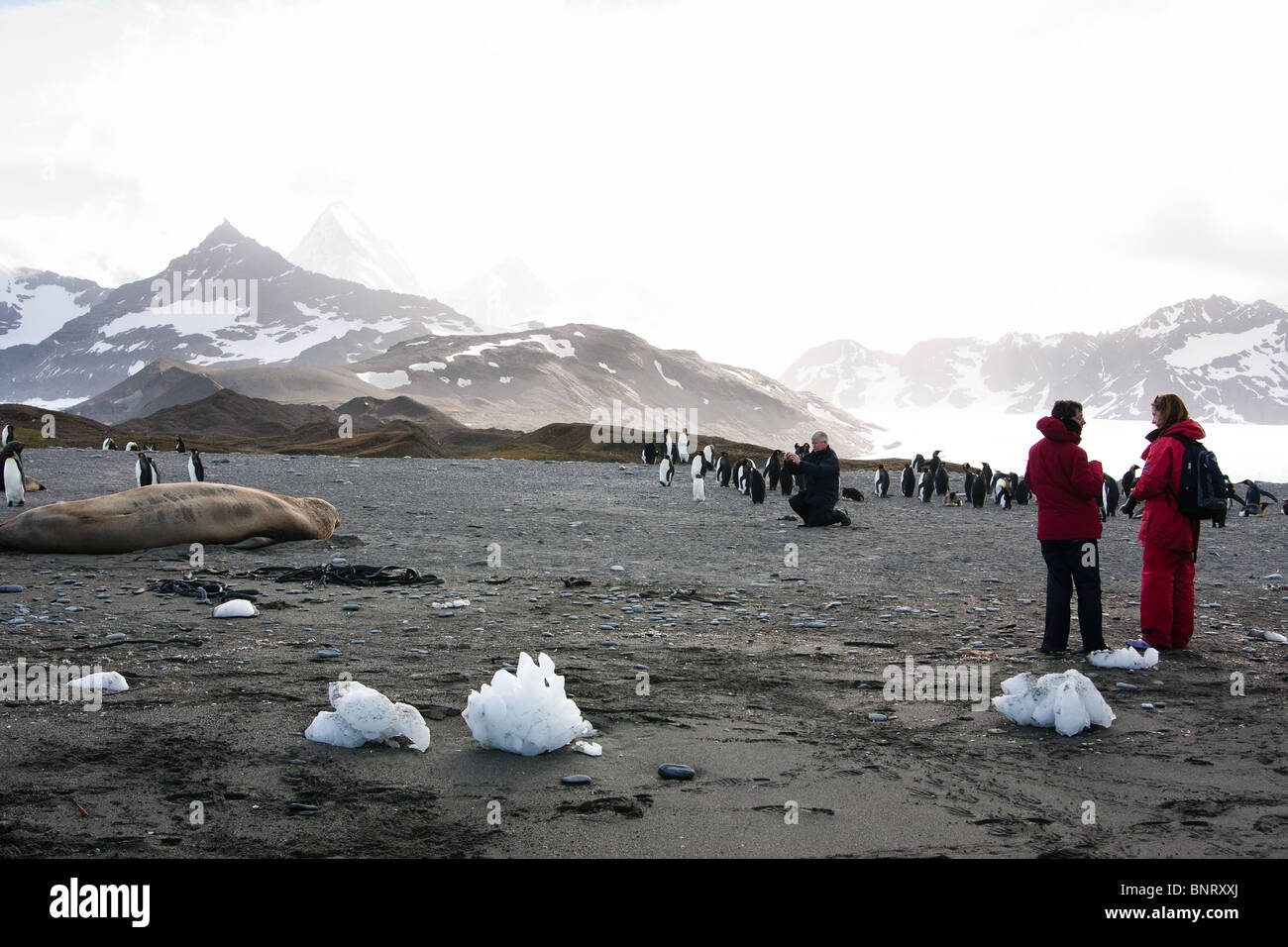 Photographier les touristes et profiter de la faune sur la plage sur l'île de Géorgie du Sud Banque D'Images