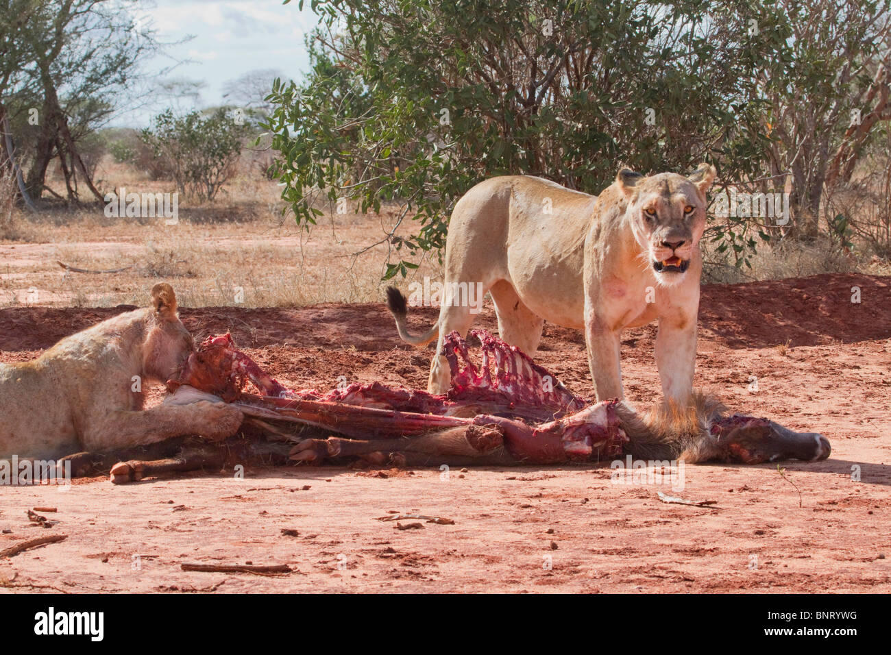 Lionne et son petit manger les tués (Kobus ellipsiprymnus COBE) , l'Est de Tsavo National park, Kenya. Banque D'Images