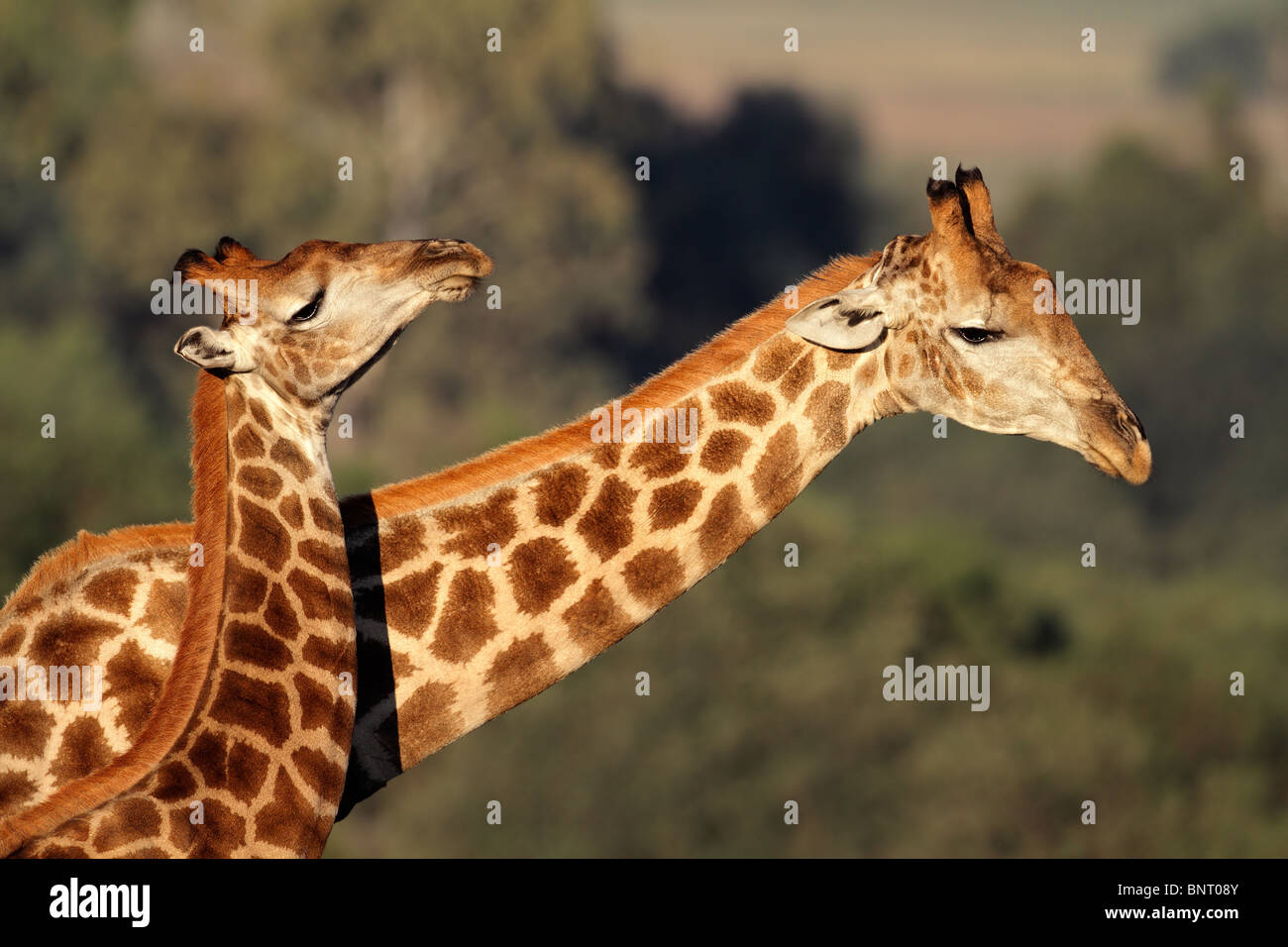 Interaction entre deux girafes (Giraffa camelopardalis), Afrique du Sud Banque D'Images