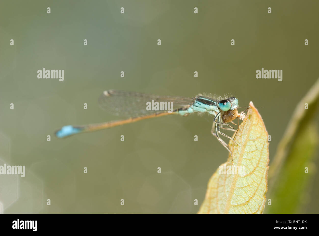 Homme Bluetail ibérique (demoiselle d'Ischnura graellsii) manger une proie. Banque D'Images