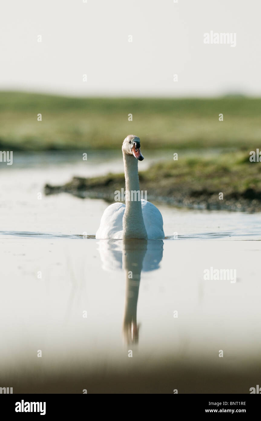 Mute swan (Cygnus olor) nager le long du petit ruisseau Niorth inondées, marais de Kent, Kent, Angleterre, au printemps. Banque D'Images