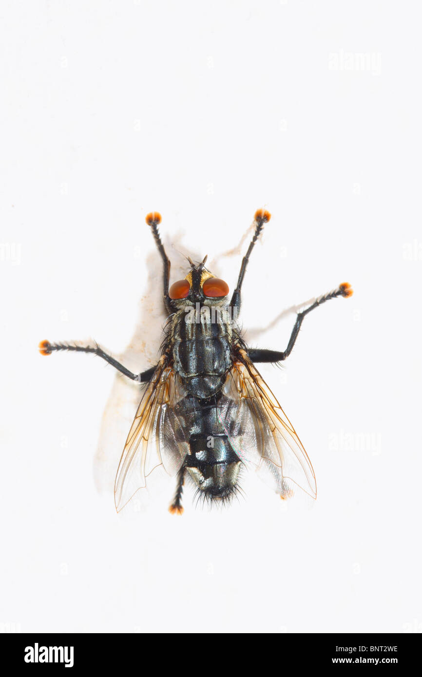 Sarcophaga carnaria, mouche à viande. Sur le mur blanc Banque D'Images