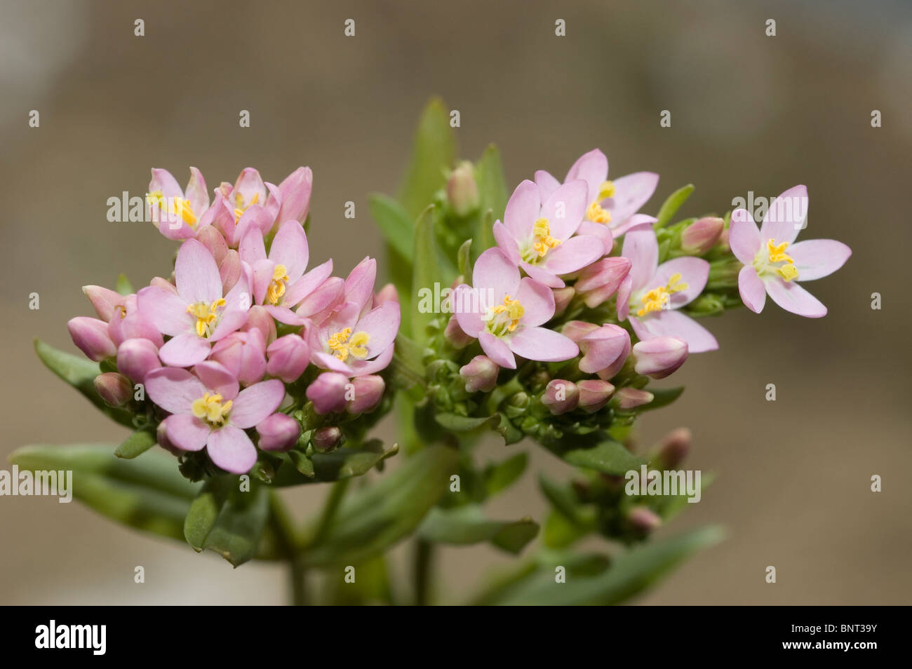 Centaurée Centaurium erythraea (européenne) Banque D'Images