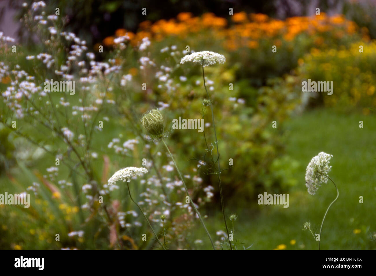 Jardin Anglais avec Queen Ann's Lace et Black Eyed Susan. Banque D'Images