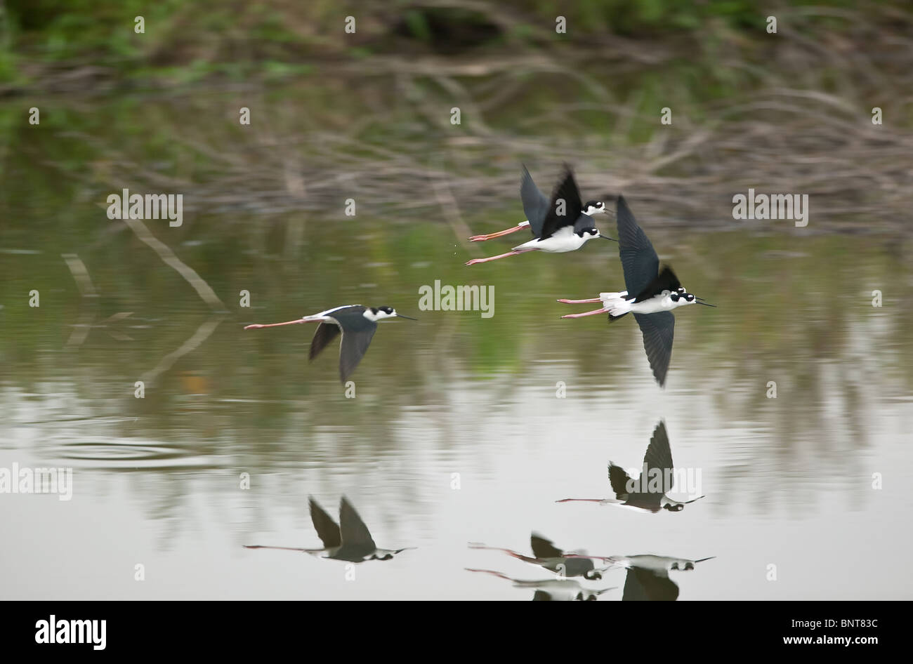 Stilts à col noir, Himantopus mexicanus, volant au-dessus d'un étang près d'Aguadulce, province de Cocle, République du Panama. Banque D'Images