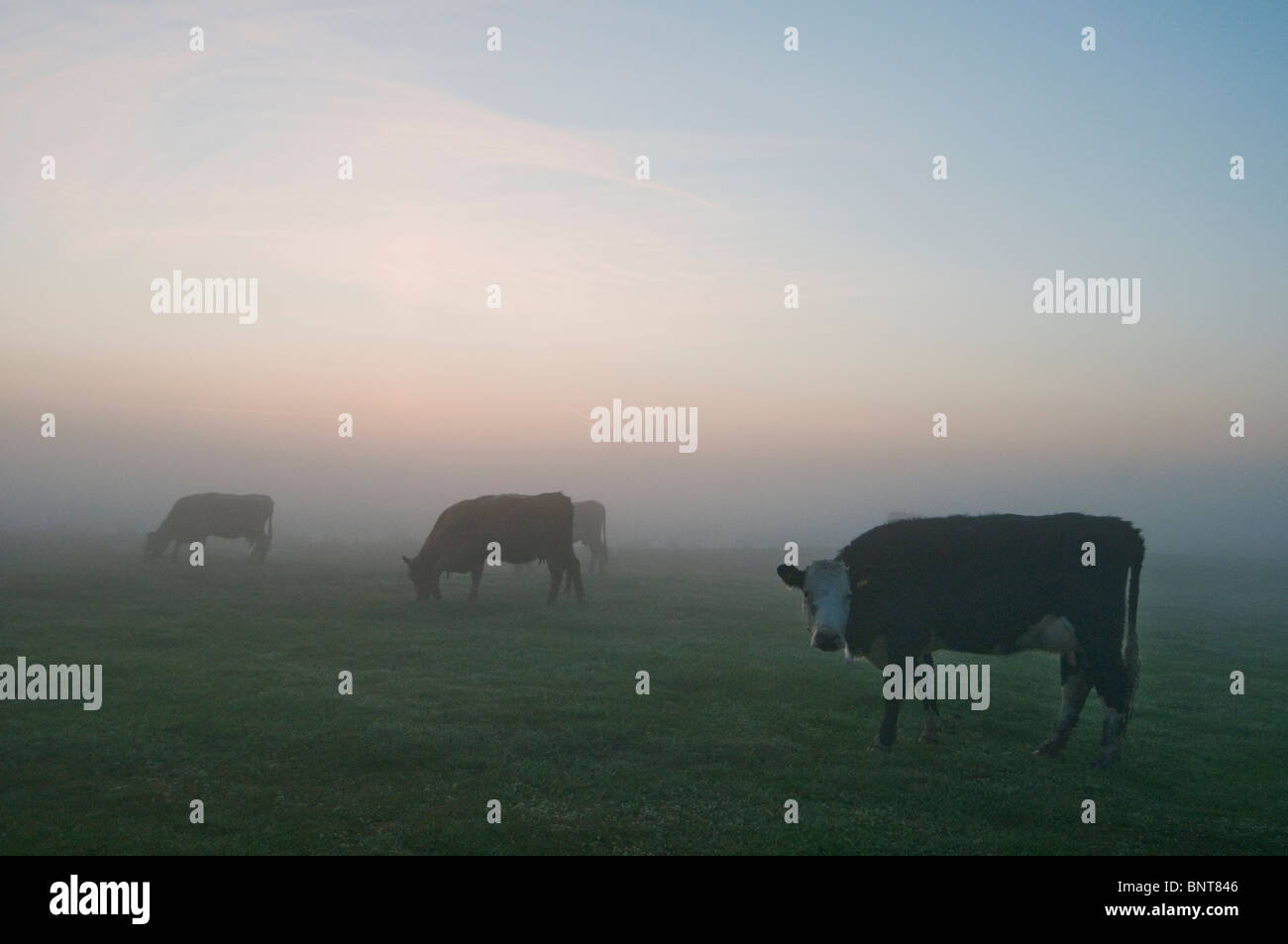 Le pâturage du bétail sur les marais dans l'aube la brume, Elmley Marais, Kent, UK. Banque D'Images