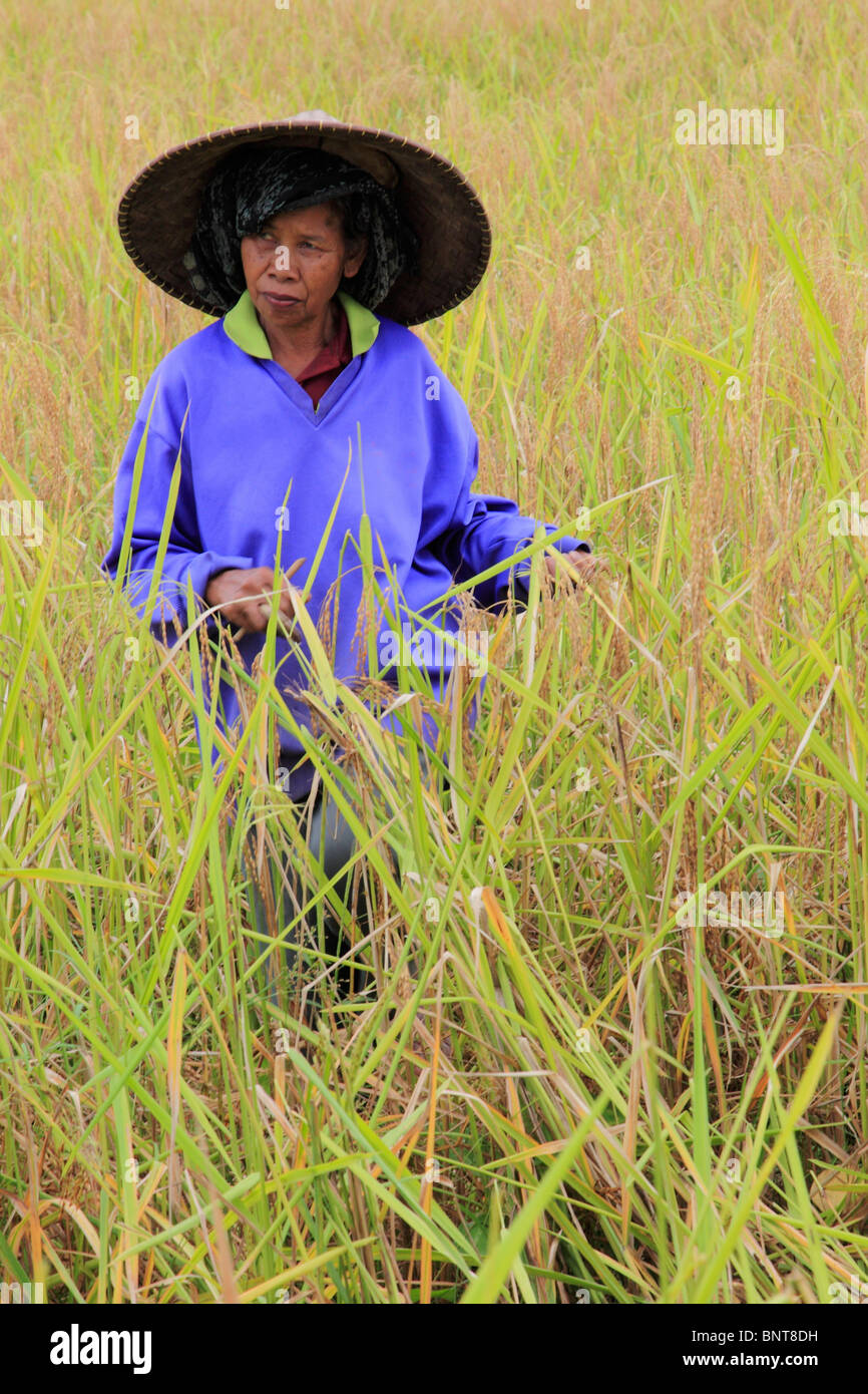 L'INDONÉSIE, Bali, Ubud, fermier dans un champ de riz, Banque D'Images