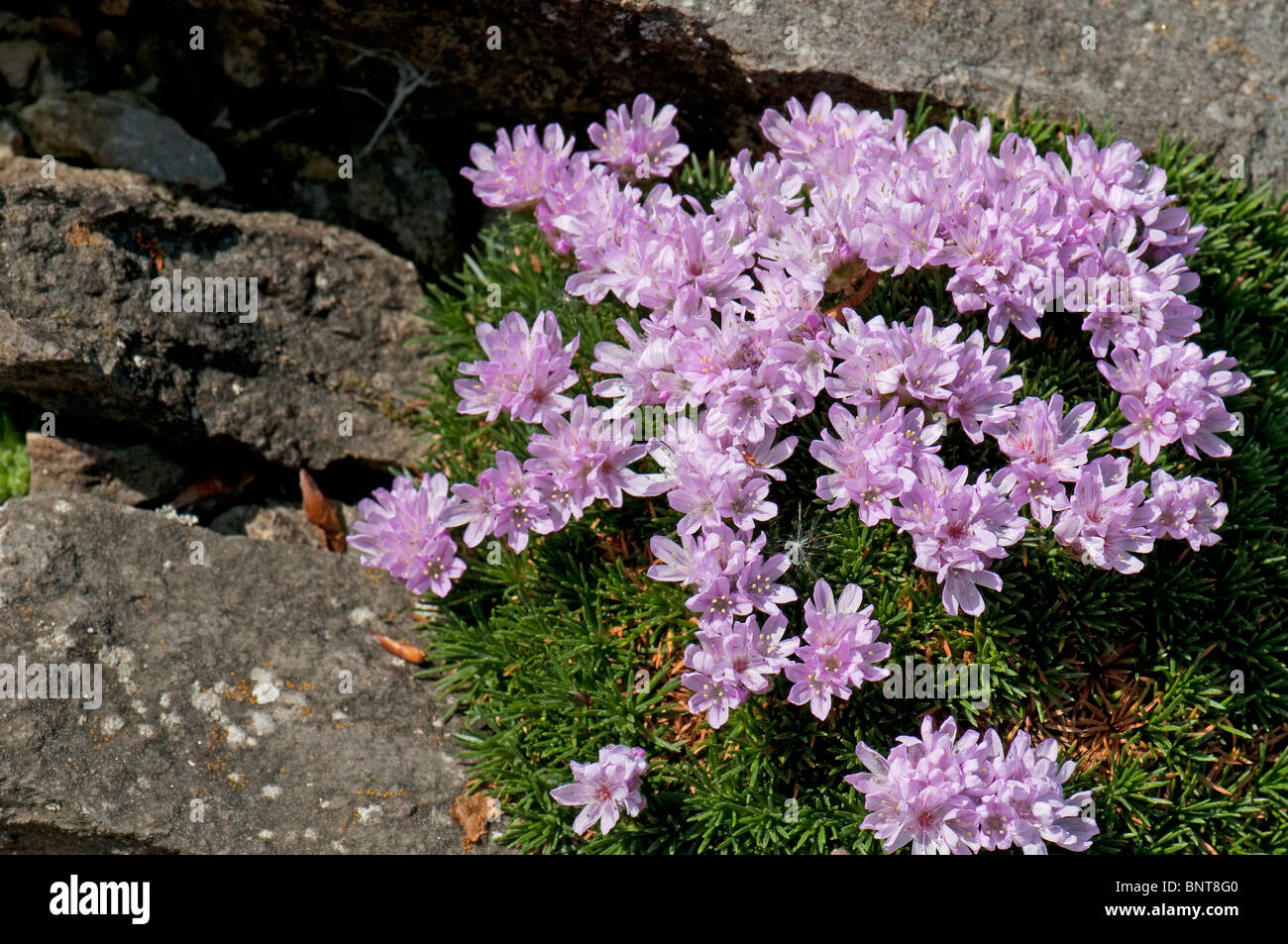 (Sea Thrift Armeria juniperifolia), la floraison. Banque D'Images