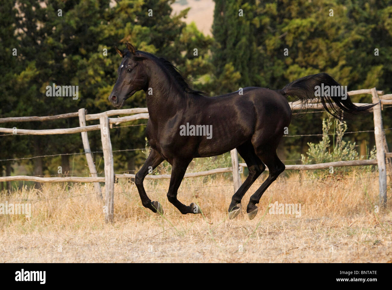 Maroc Arabe Black Horse gallop animal libre de fonctionner Banque D'Images