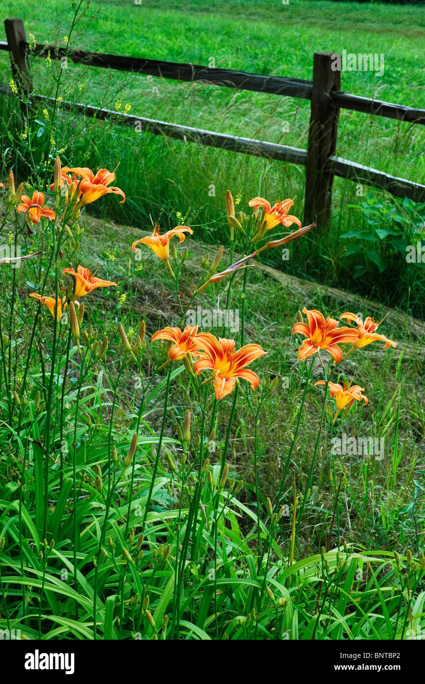 Fossé le long de Tebbs Lys Orange Bend Road, près de Green River, KY. Banque D'Images