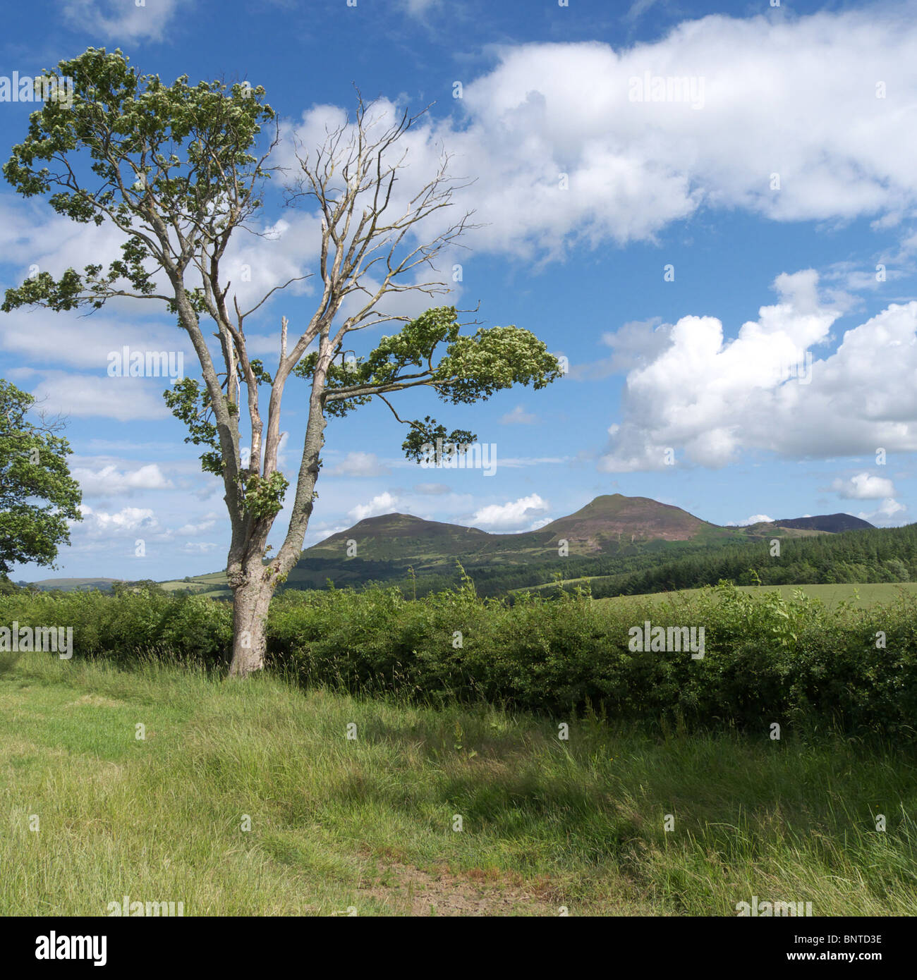 Mourir et arbre malade sur le bord d'un champ au sud de Galashiels regardant vers l'Est vers l'Eildon Hills, les frontières de l'Écosse Banque D'Images