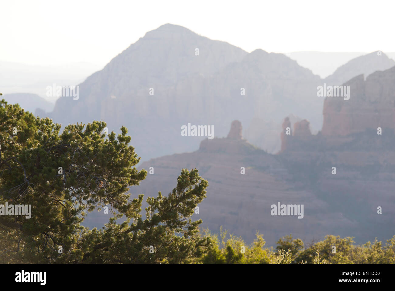 Sedona, Arizona, USA - vue de Schnebly Hill Road avec hors de distance de mise au premier plan de l'arbre et Juniper Banque D'Images