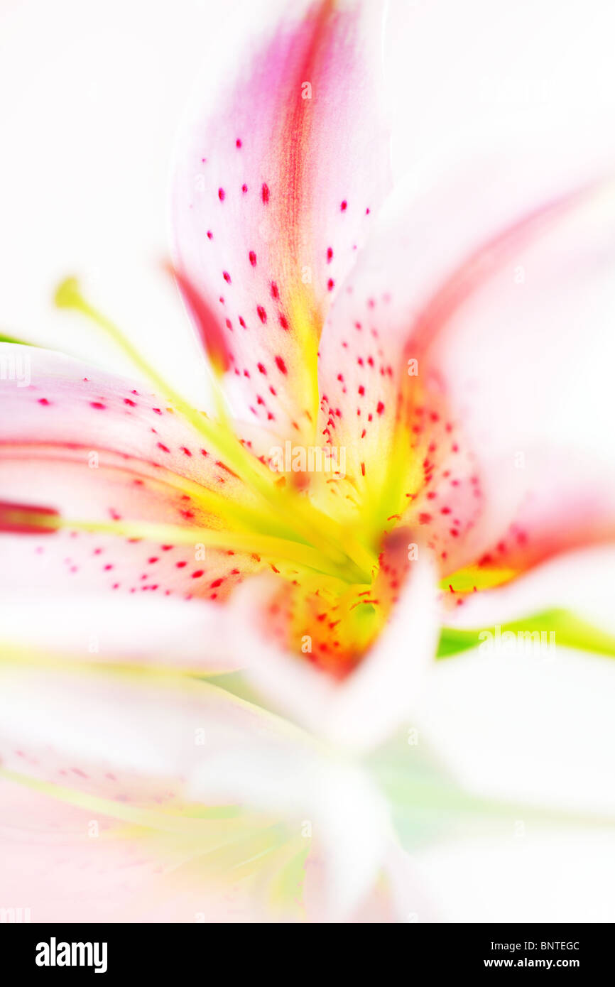 Gros plan abstrait sur rose fleur de lys frais Banque D'Images