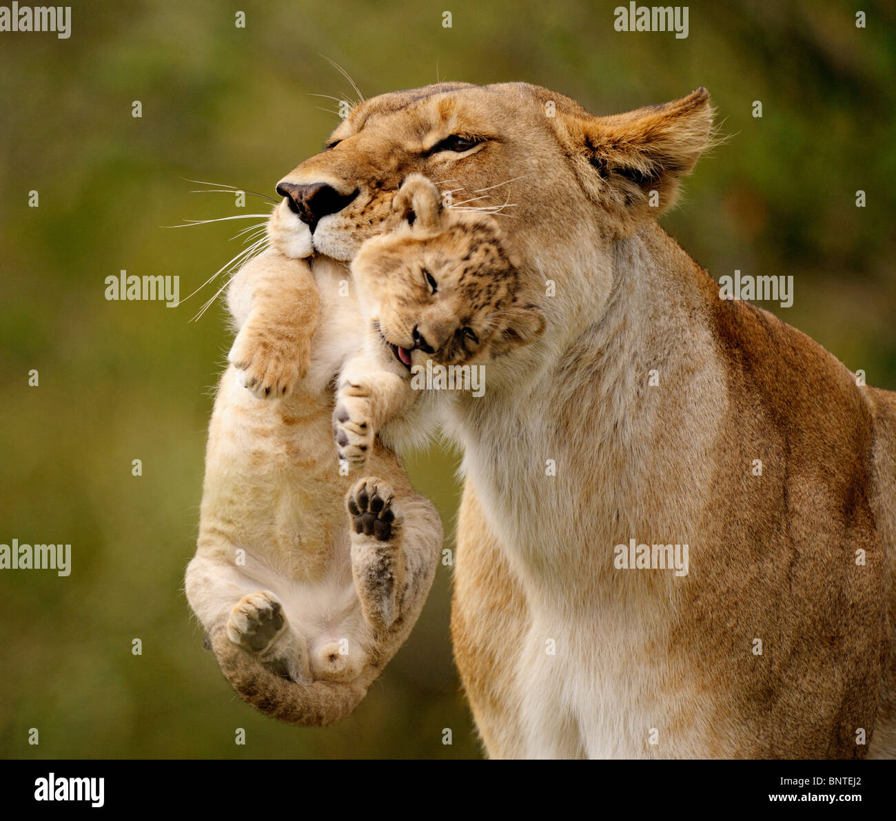 Lioness (Panthera leo) transportant son très jeune cub dans sa bouche, Masai Mara, Kenya Banque D'Images