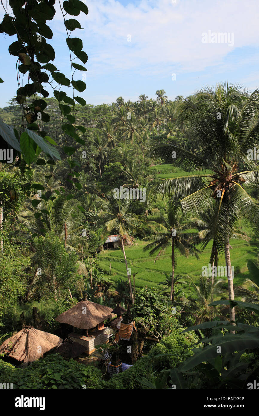 L'INDONÉSIE, Bali, Sayan, vallée du fleuve Ayung, paysage, Banque D'Images