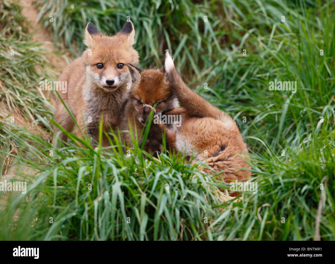 Le renard roux (Vulpes vulpes) Oursons jouant près de la terre Banque D'Images