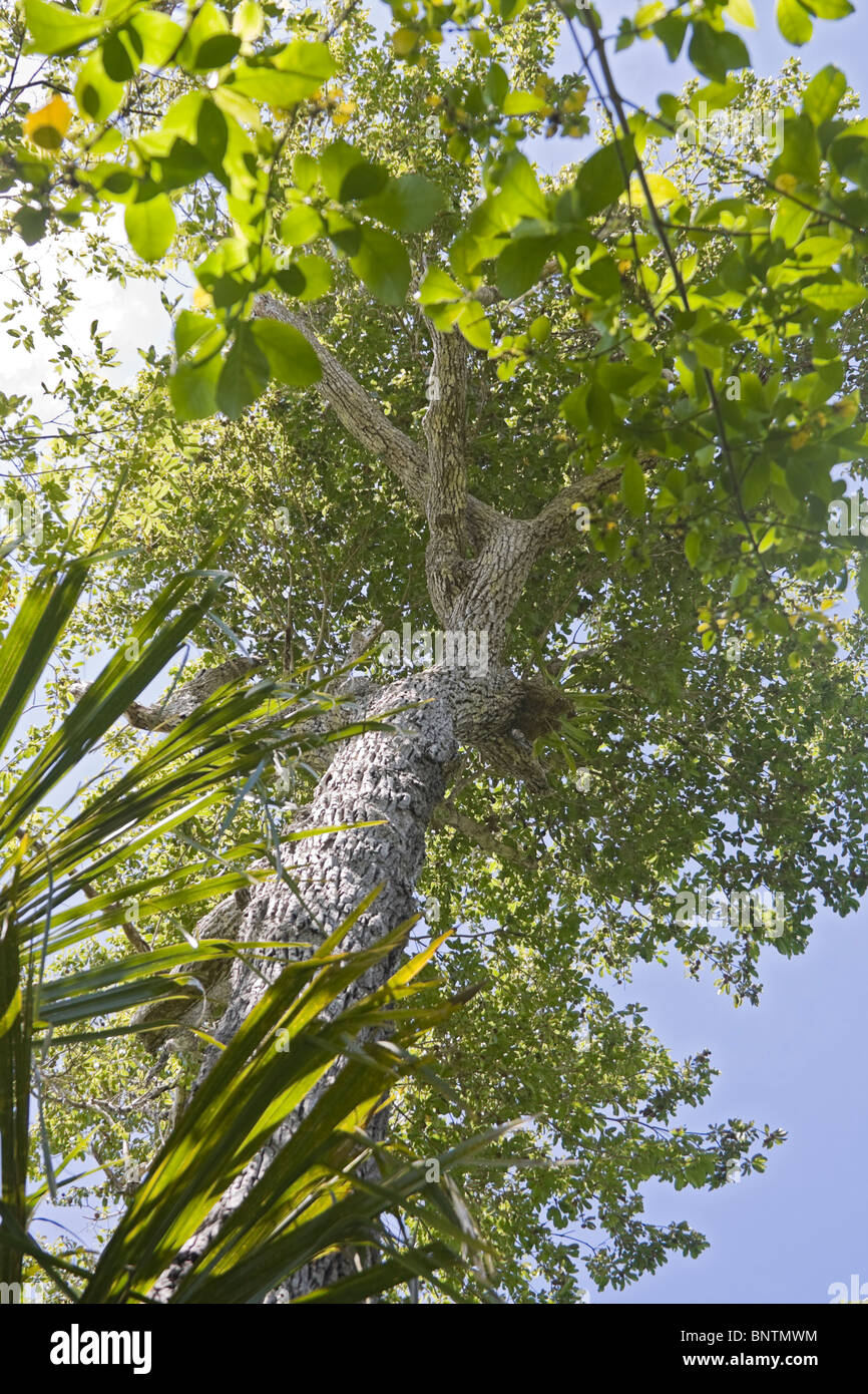 Zapote ou Sapote (chewing-gum) arbre. Banque D'Images