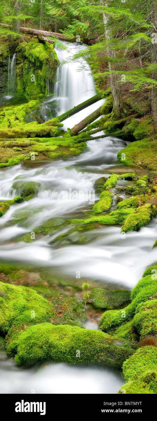 Big Spring Creek avec les roches moussues et cascades. Gifford Pinchot National Forest, Washington. Banque D'Images