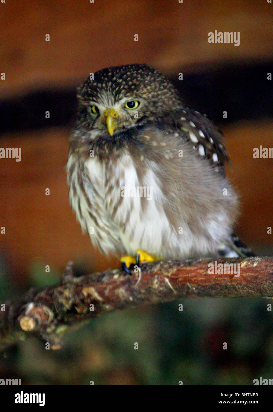 Chouette naine ferrugineux, Glaucidium brasilianum, Strigidae, Strigiformes. Le sud de l'Amérique du Nord, le Mexique, le nord de l'Amérique du Sud. Banque D'Images